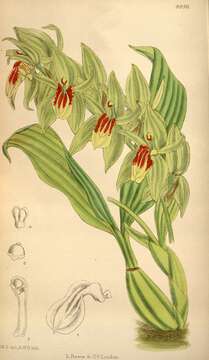 Image of Coelogyne integerrima Ames