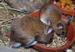 Image of wood mouse, long-tailed field mouse