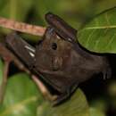 Image of Egyptian Fruit Bat