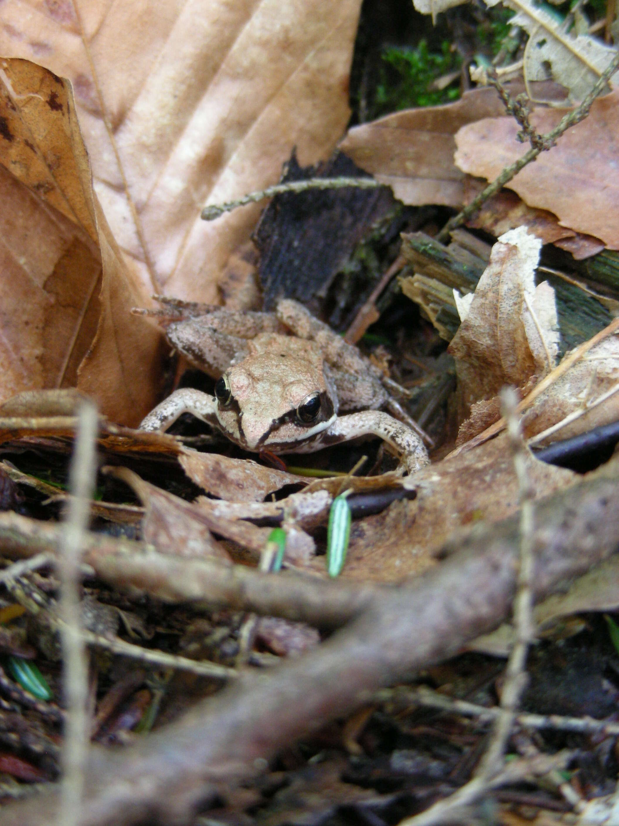 Image of Lithobates Fitzinger 1843