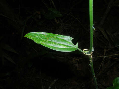 Image de Smilax spinosa Mill.