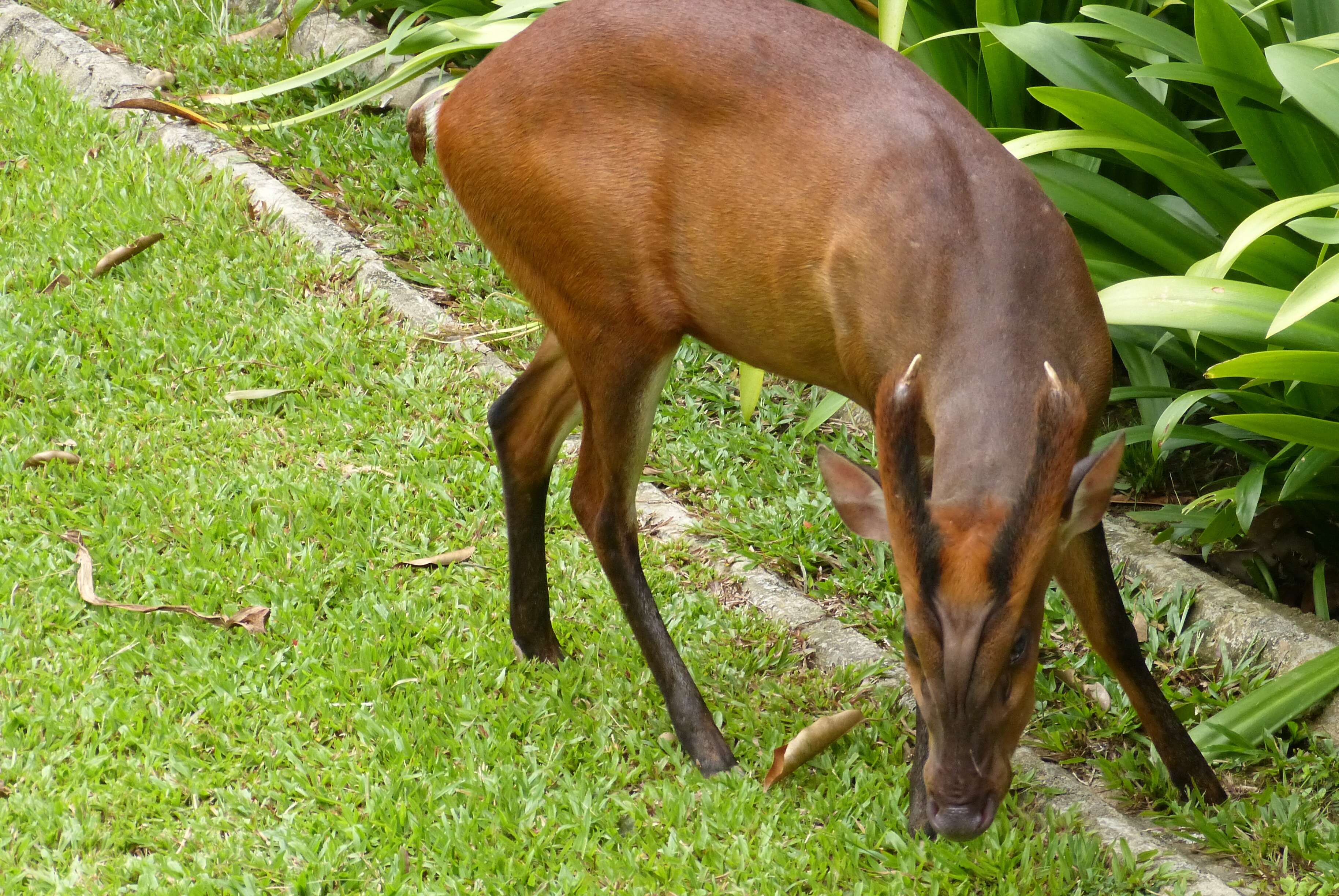 Image of Barking Deer