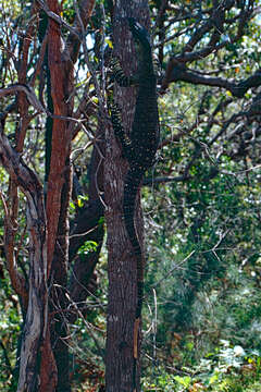 صورة Varanus varius (White 1790)