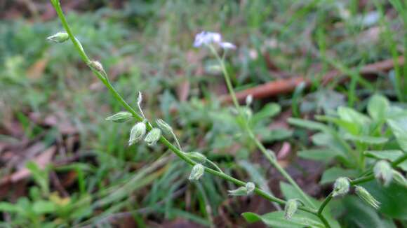 Image of wood forget-me-not