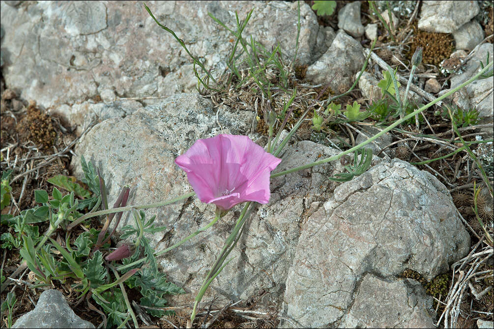 Plancia ëd Convolvulus elegantissimus Mill.