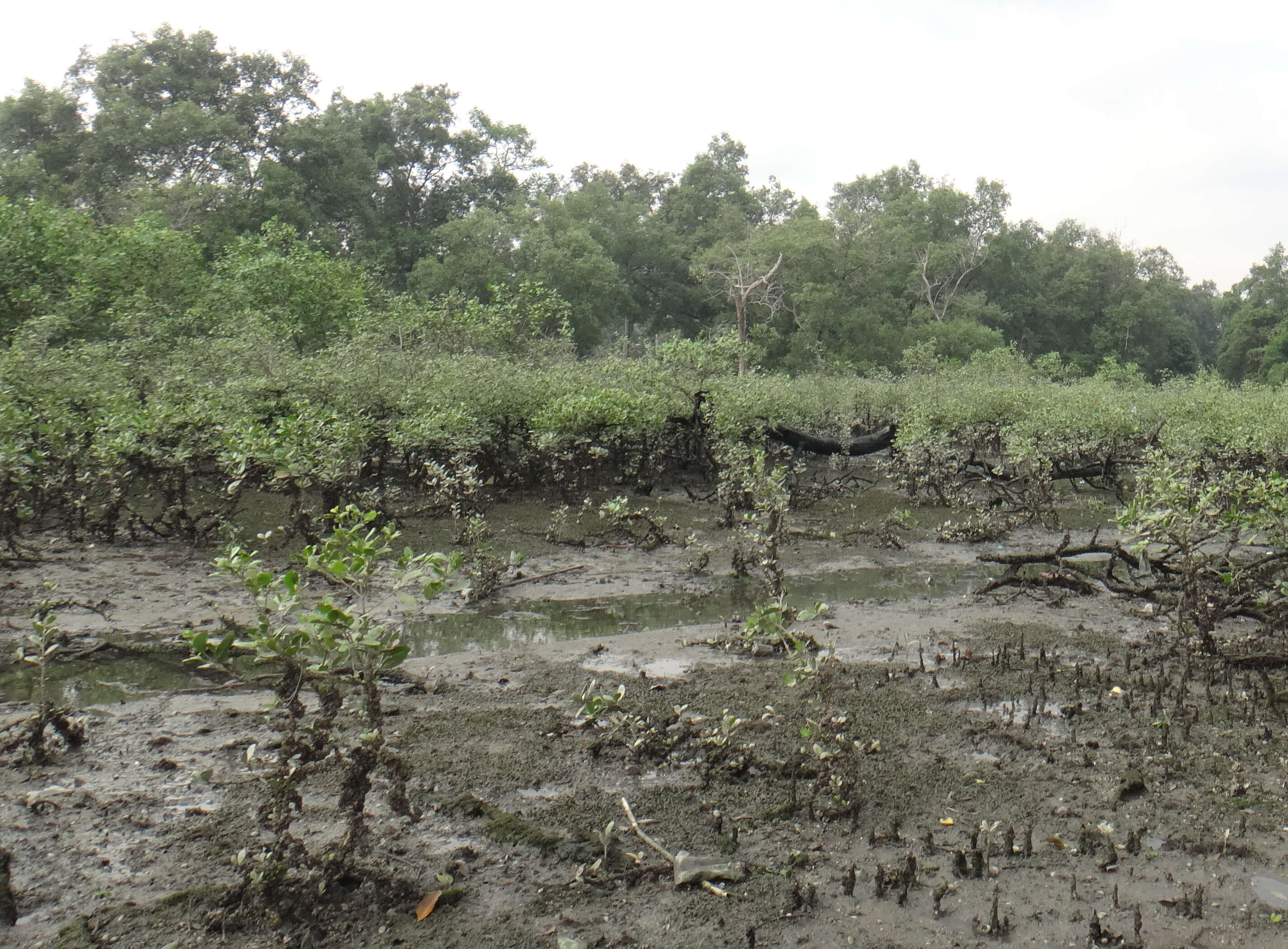 Image of seagrass