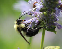 Image of Bumblebees