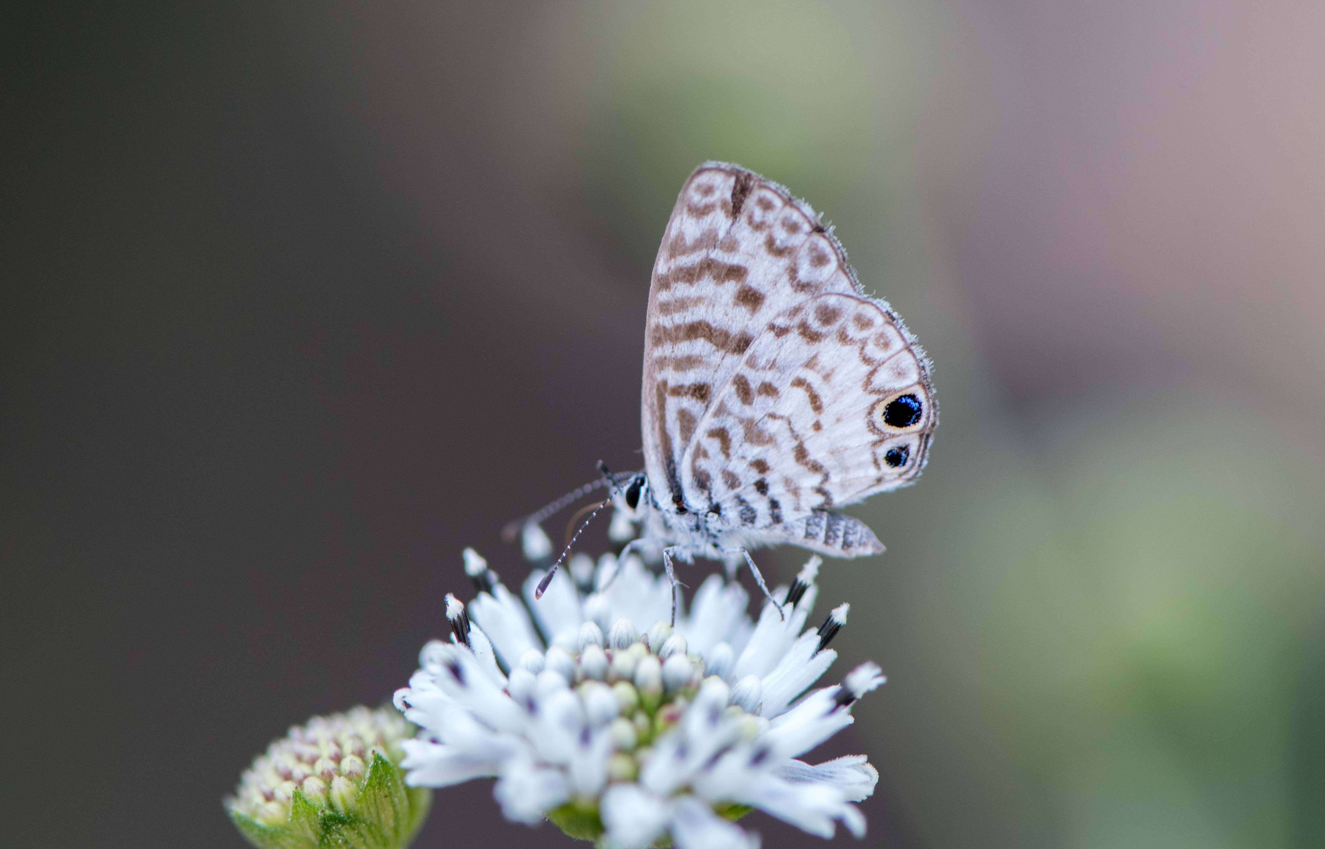 Image of Leptotes