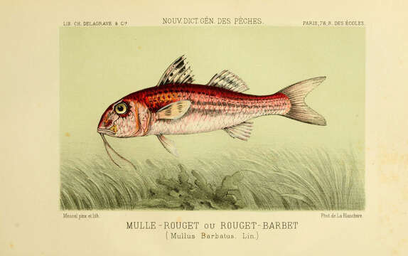 Image of Red mullets