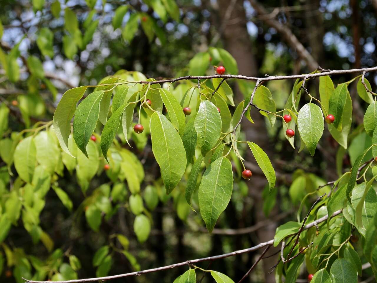 Maprounea guianensis Aubl.的圖片