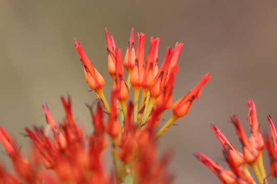 Image de Haemodorum coccineum R. Br.