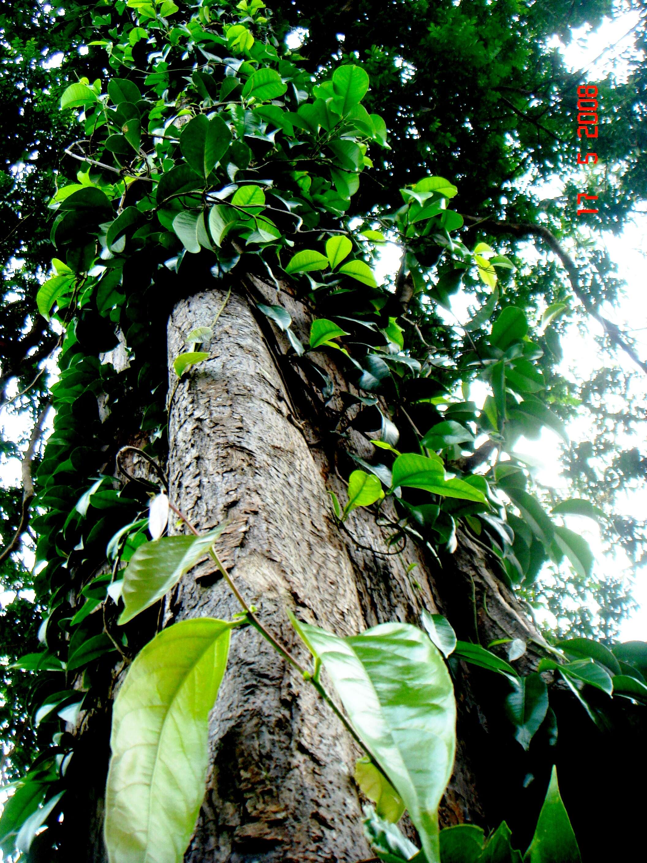 Image of Ficus punctata Thunb.