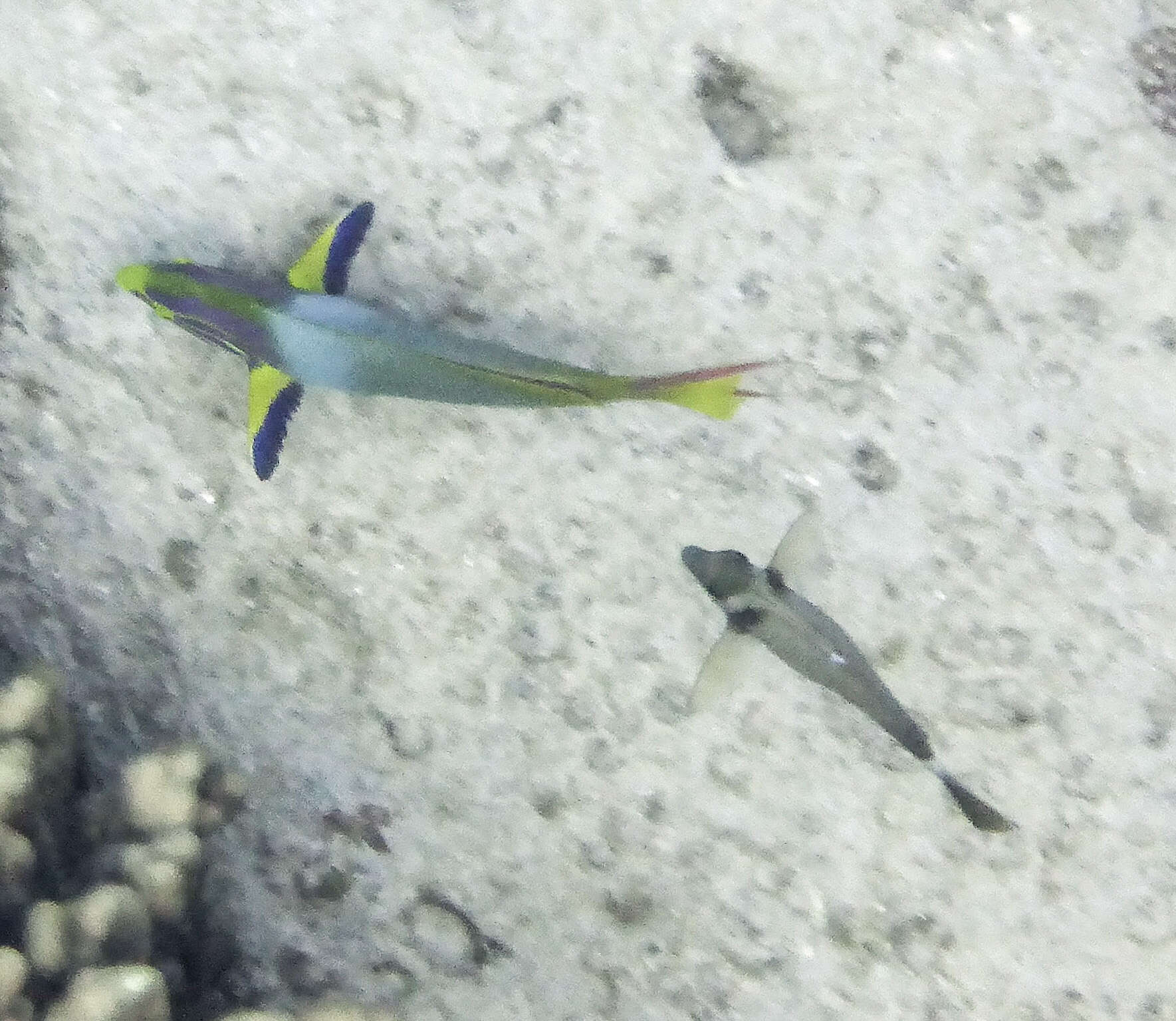 Image of Green moon wrasse