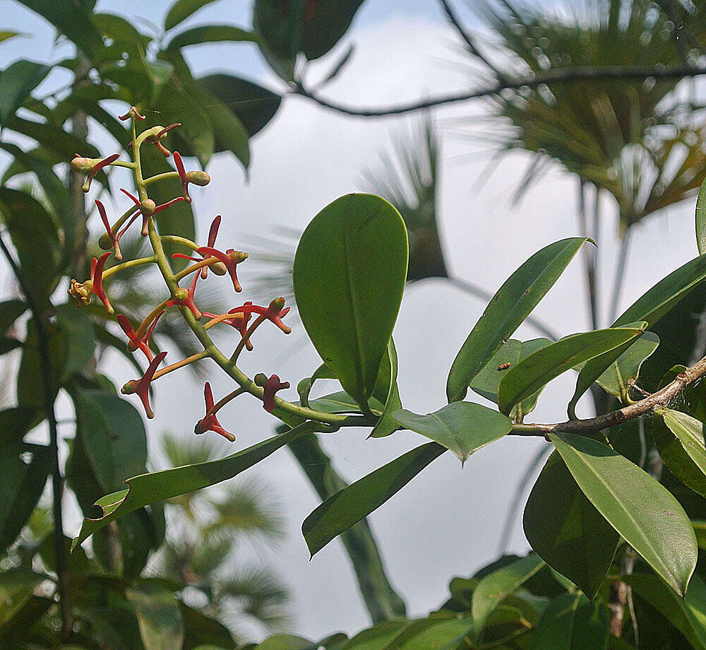 صورة Souroubea guianensis Aubl.