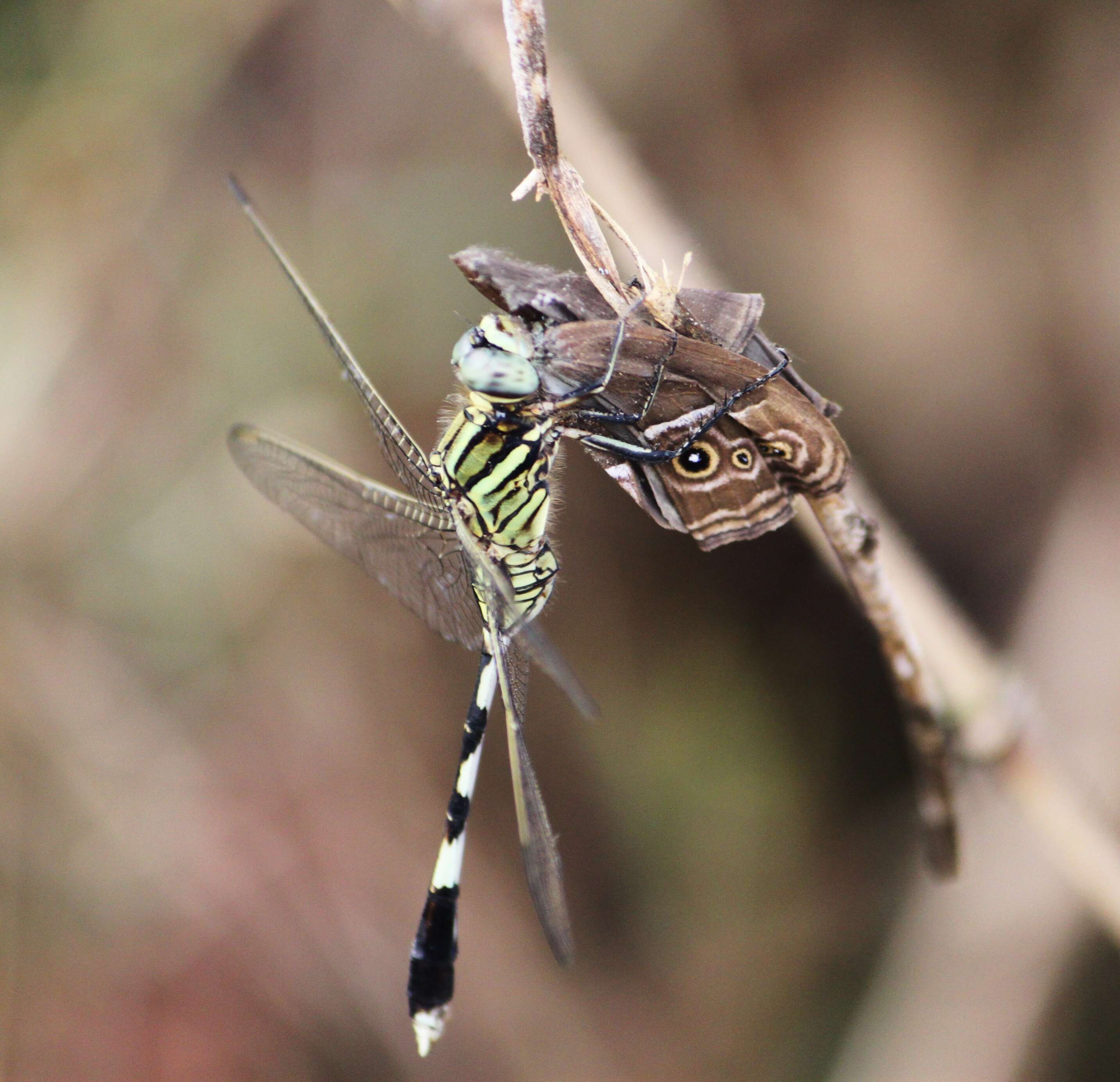 Image of Skimmers (Dragonflies)