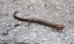 Image of Woodland salamander