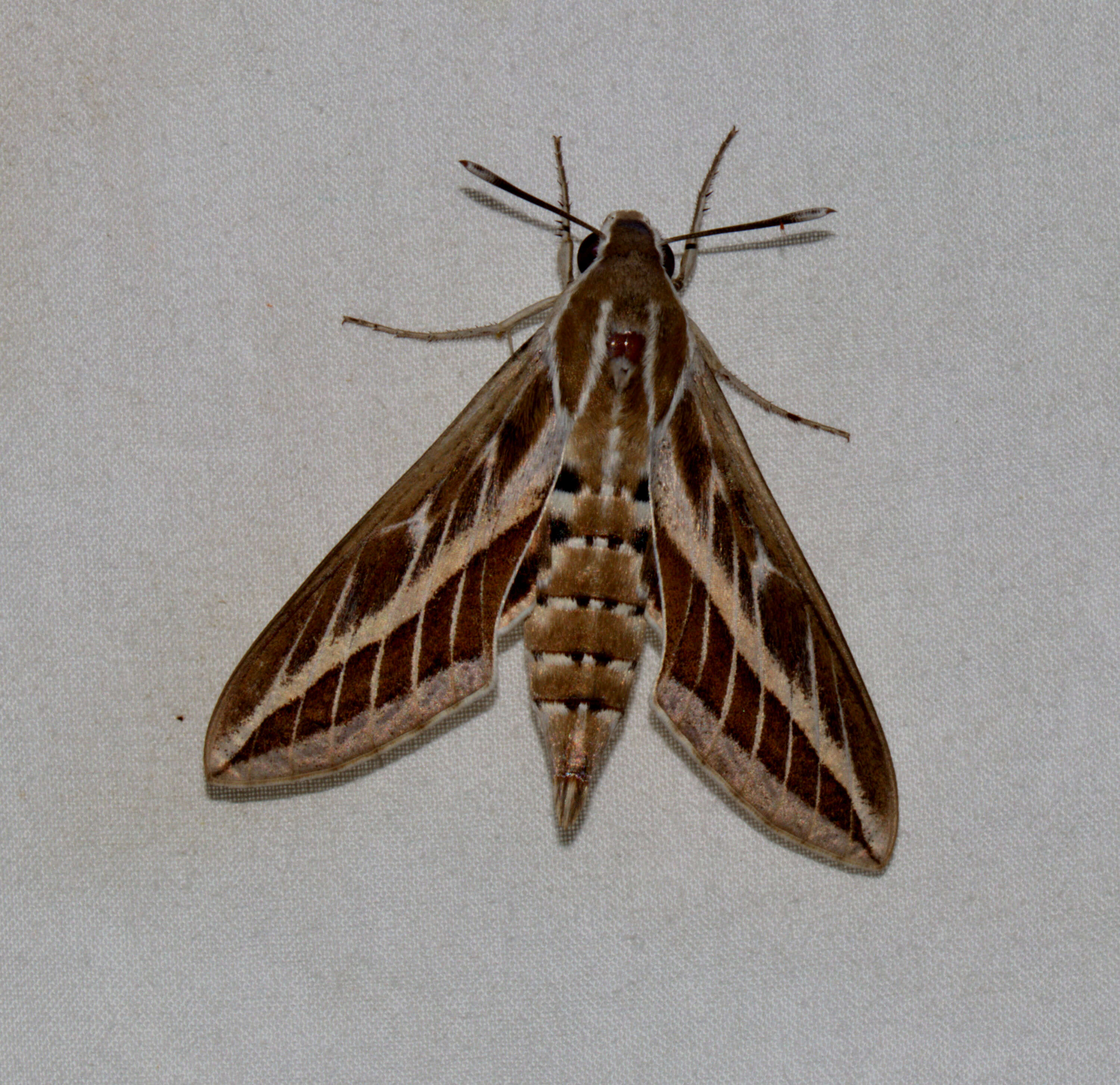 Image of striped hawk-moth