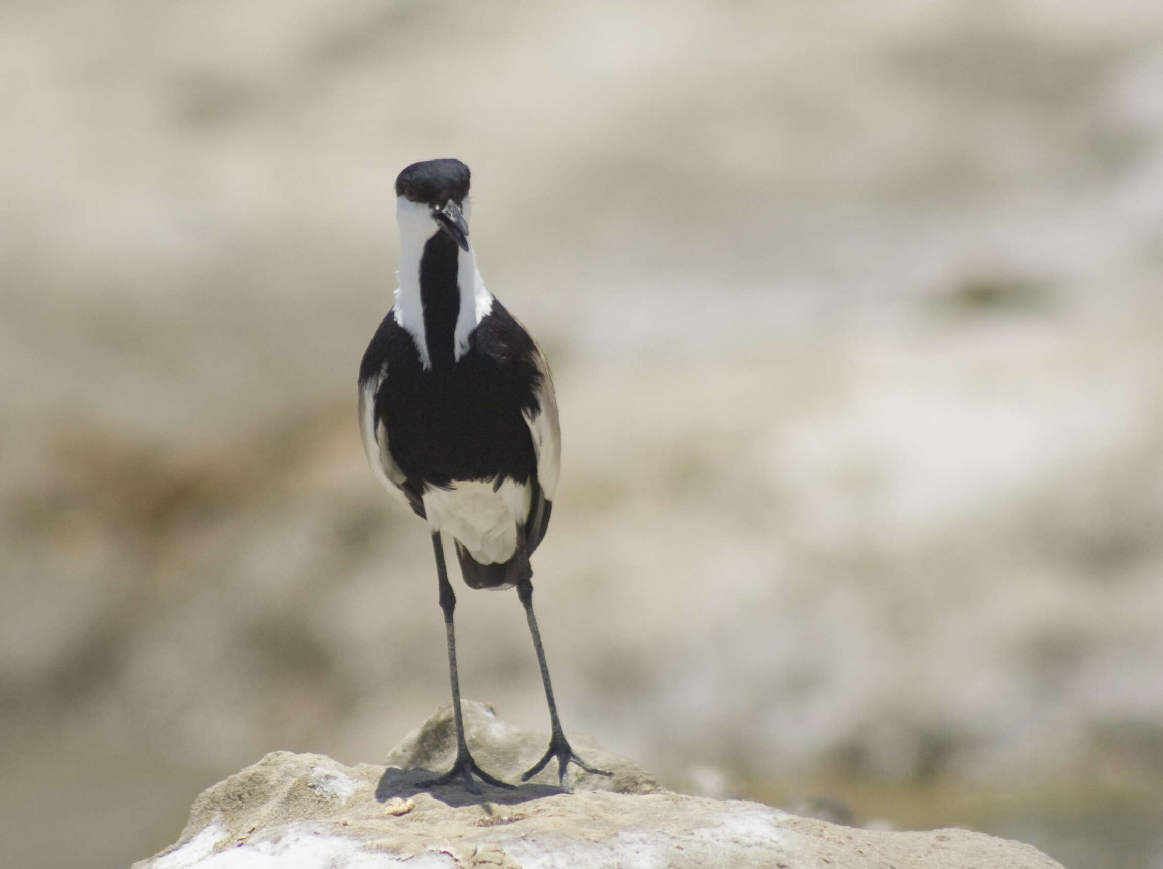 Image of Lapwing