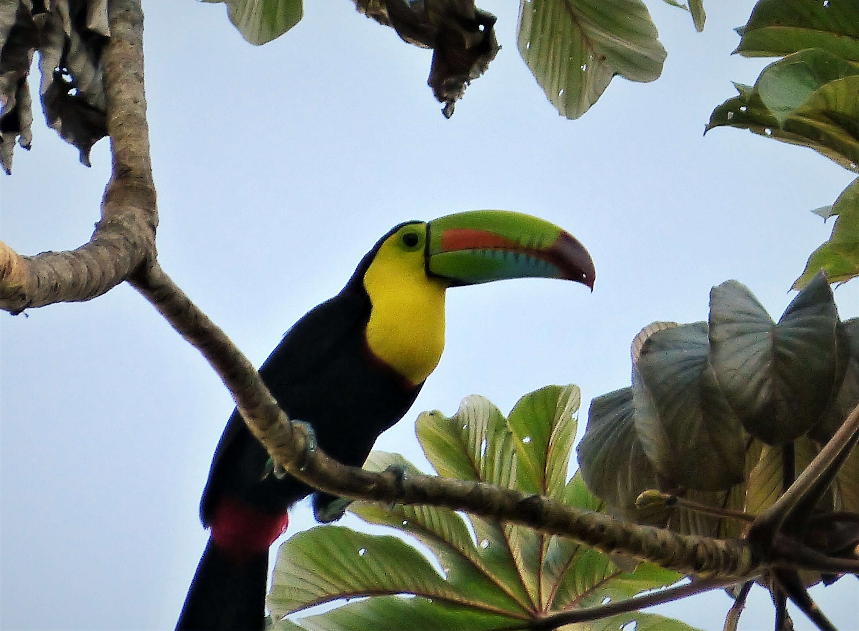 Image of Toucan Sp.