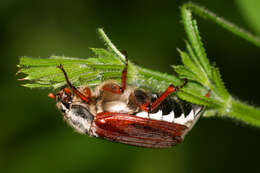 Image of Common cockchafer