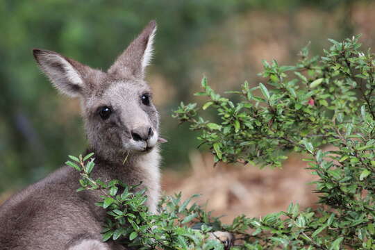 Image of Macropus giganteus giganteus Shaw 1790