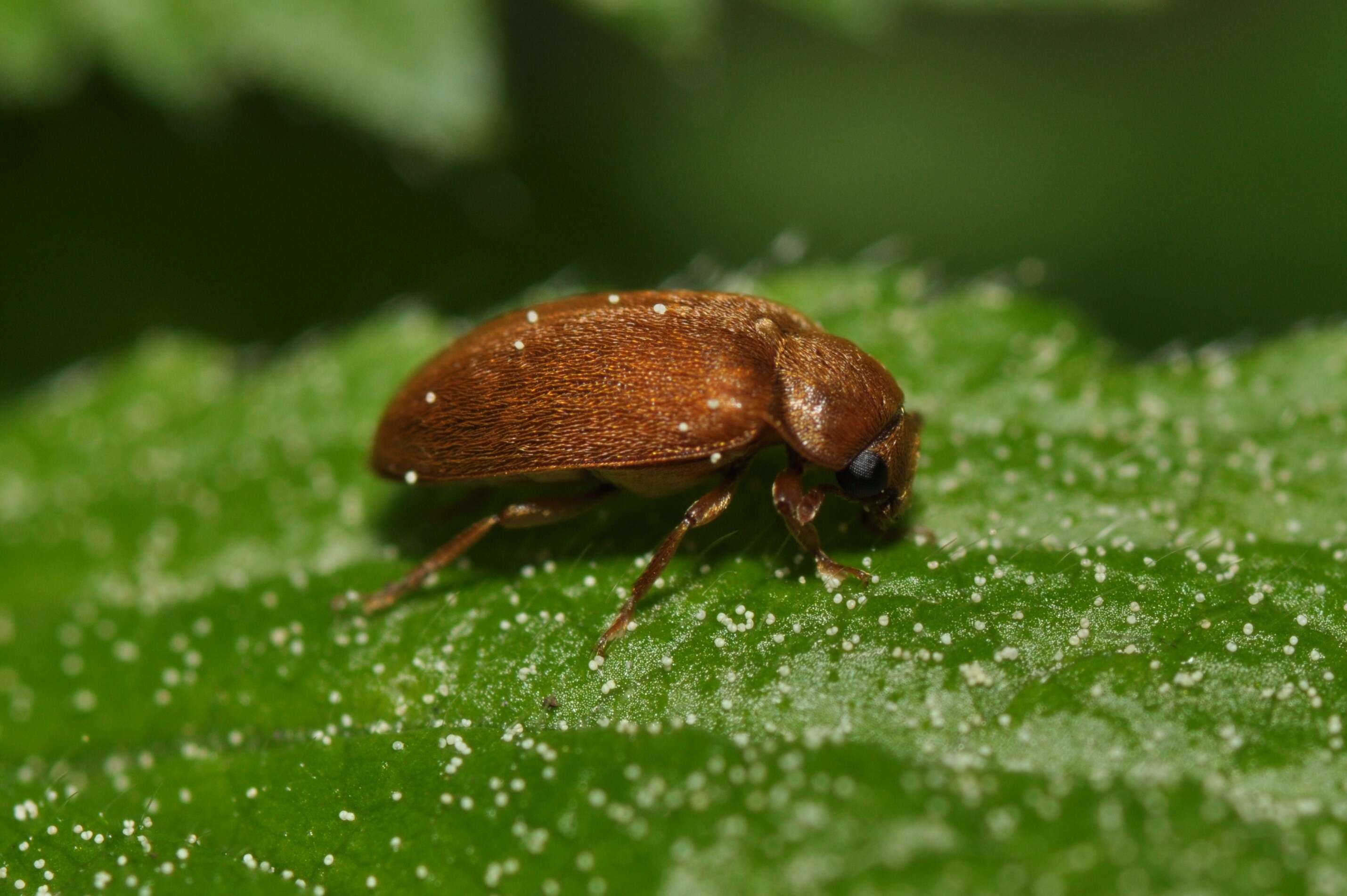 Image of Bark-gnawing, Checkered and Soft-winged Flower Beetles