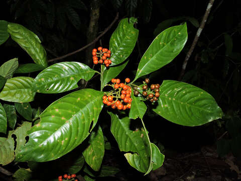 Imagem de Palicourea racemosa (Aubl.) Borhidi