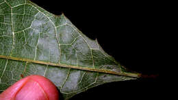 Image of Sorocea longipedicellata A. F. P. Machado, M. D. M. Vianna & Romaniuc