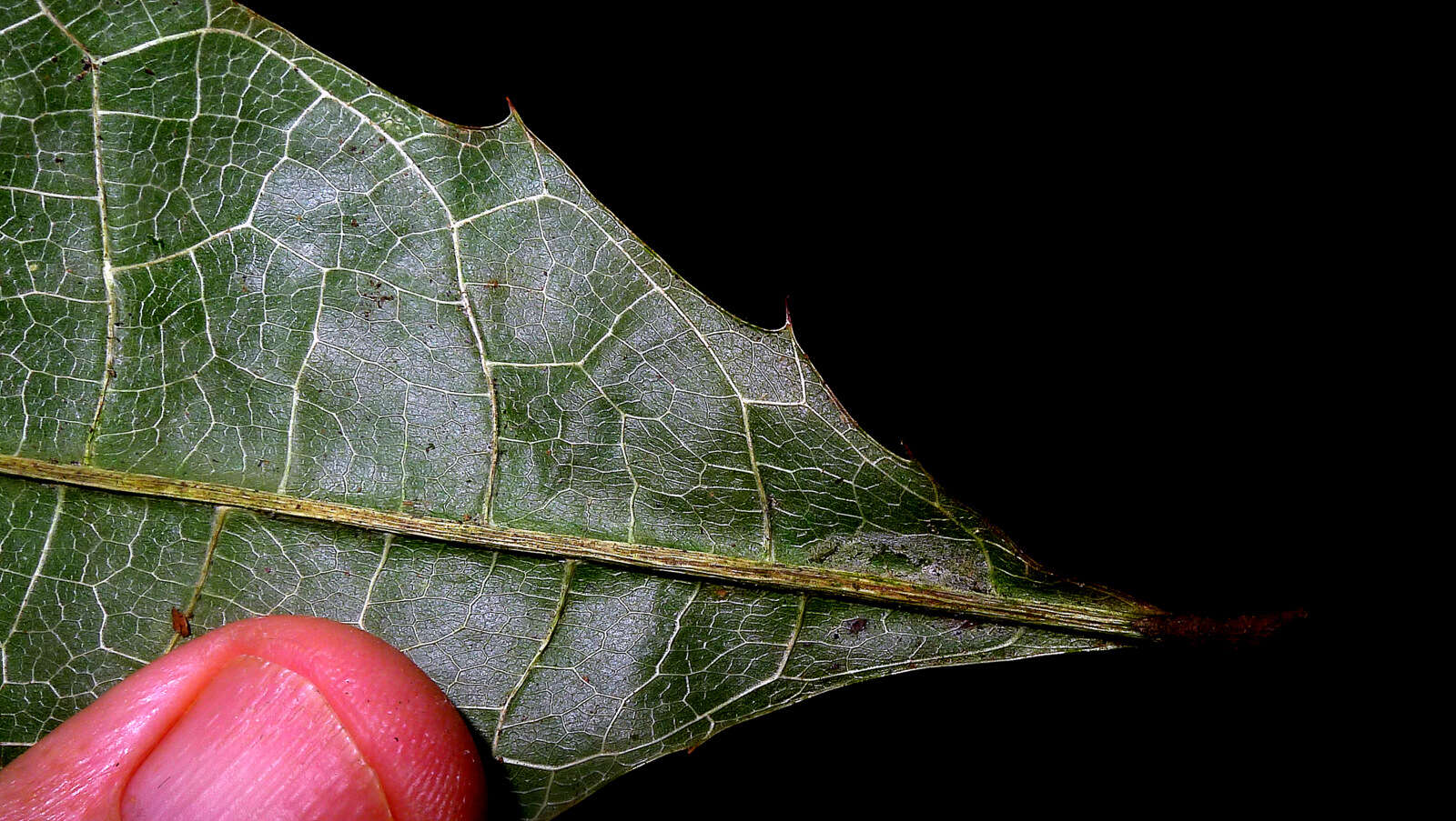 Image of Sorocea longipedicellata A. F. P. Machado, M. D. M. Vianna & Romaniuc