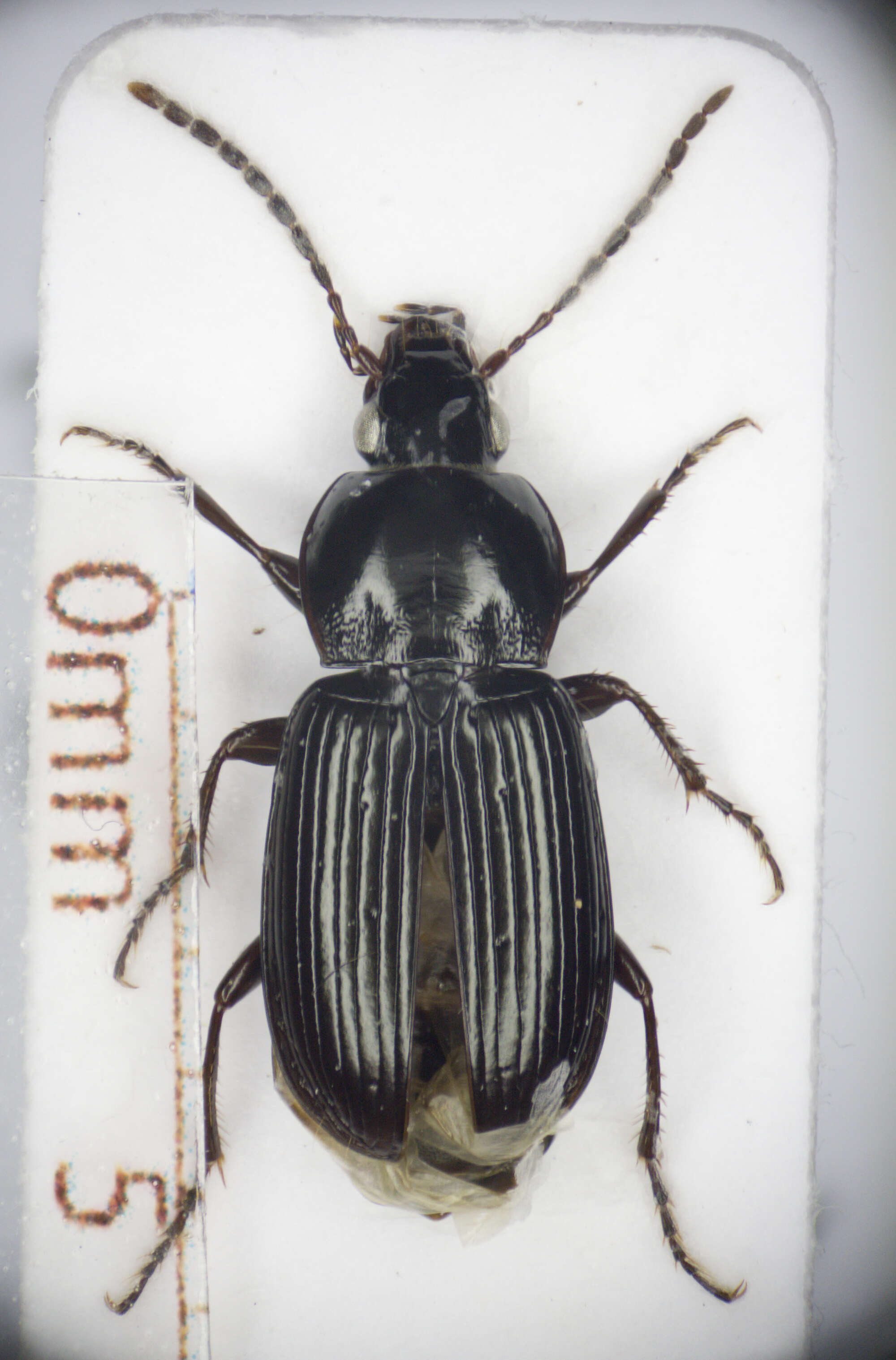 Image de Pterostichus (Argutor) vernalis (Panzer 1796)