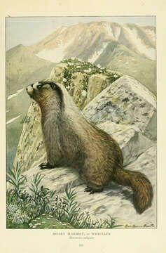 Image of Marmota subgen. Petromarmota Steppan et al. 1999