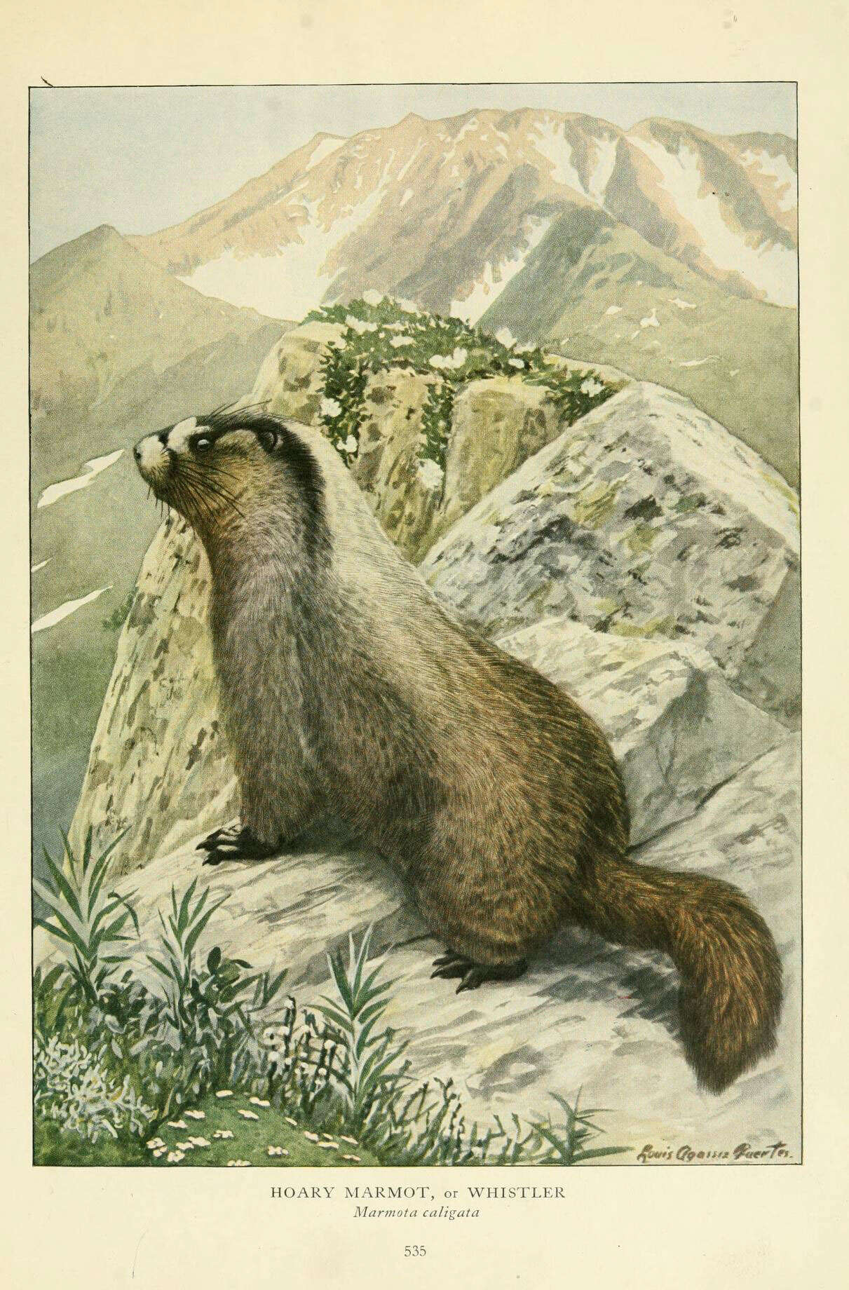 Imagem de Marmota caligata (Eschscholtz 1829)