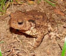 Image of Nile Valley Toad