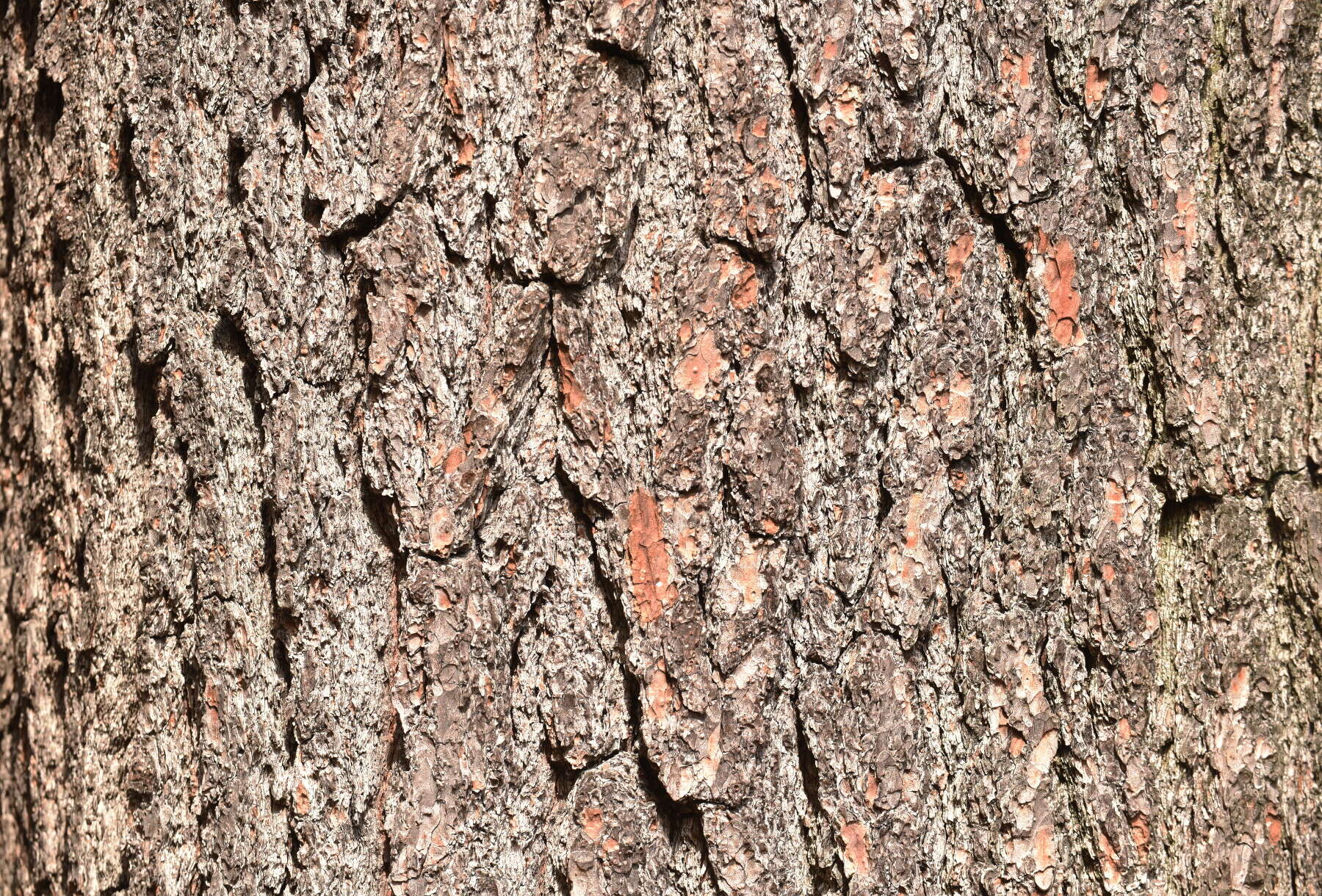 Image of Pine