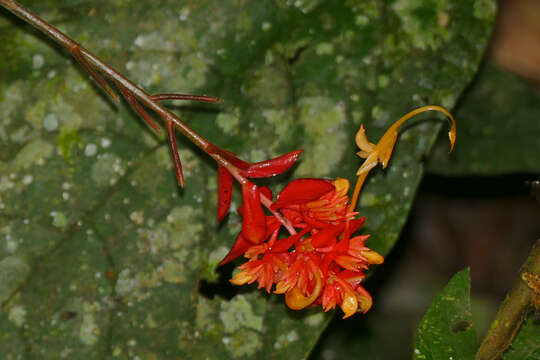 Imagem de Globba atrosanguinea Teijsm. & Binn.