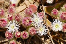 Image of iceplant