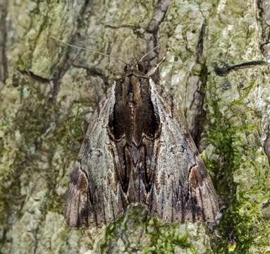 Image of Ultronia Underwing