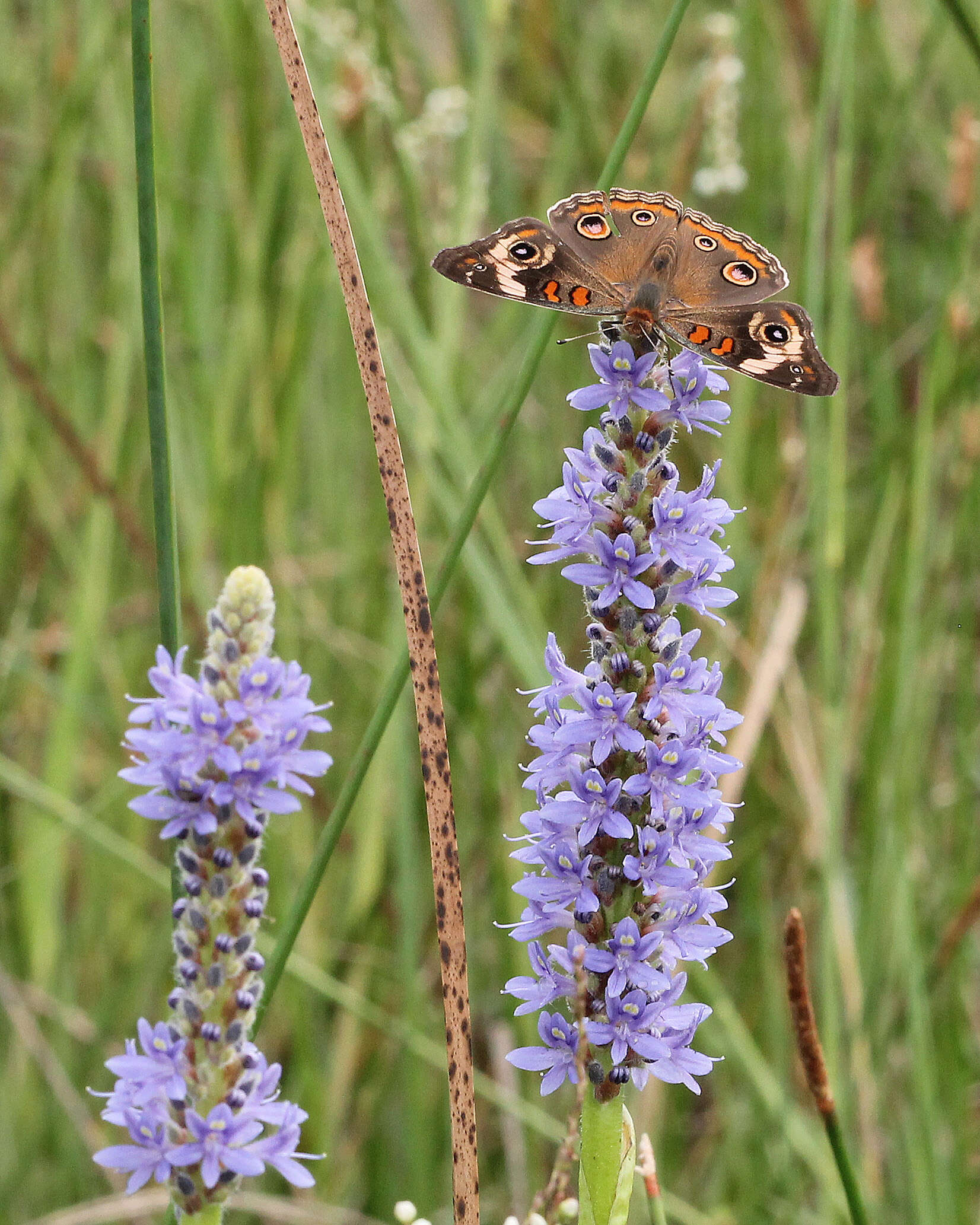 Image of pickerelweed