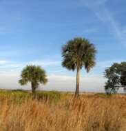 Image of Cabbage Palm