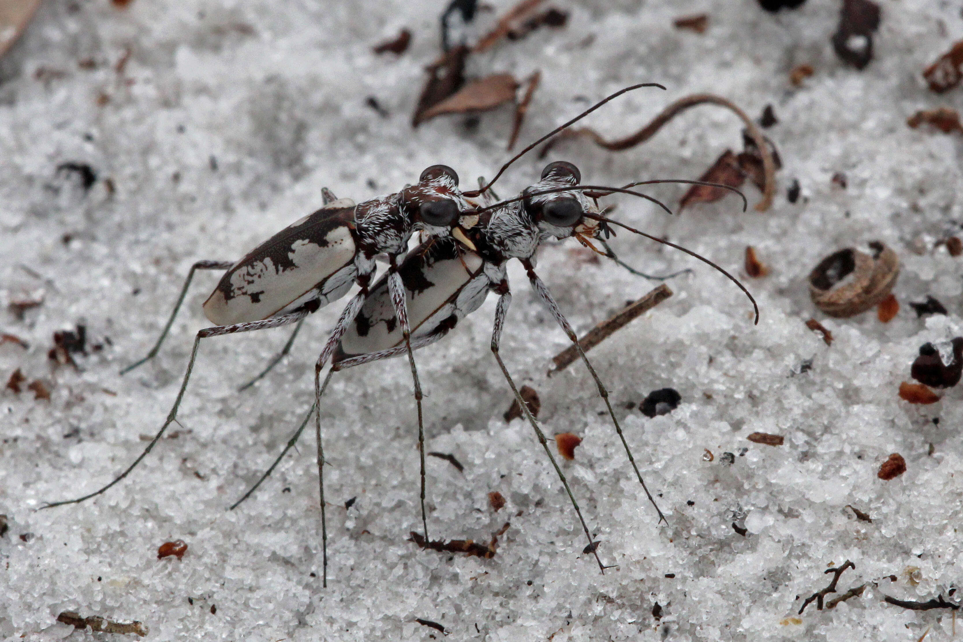 Image of Ellipsed-winged Tiger Beetles