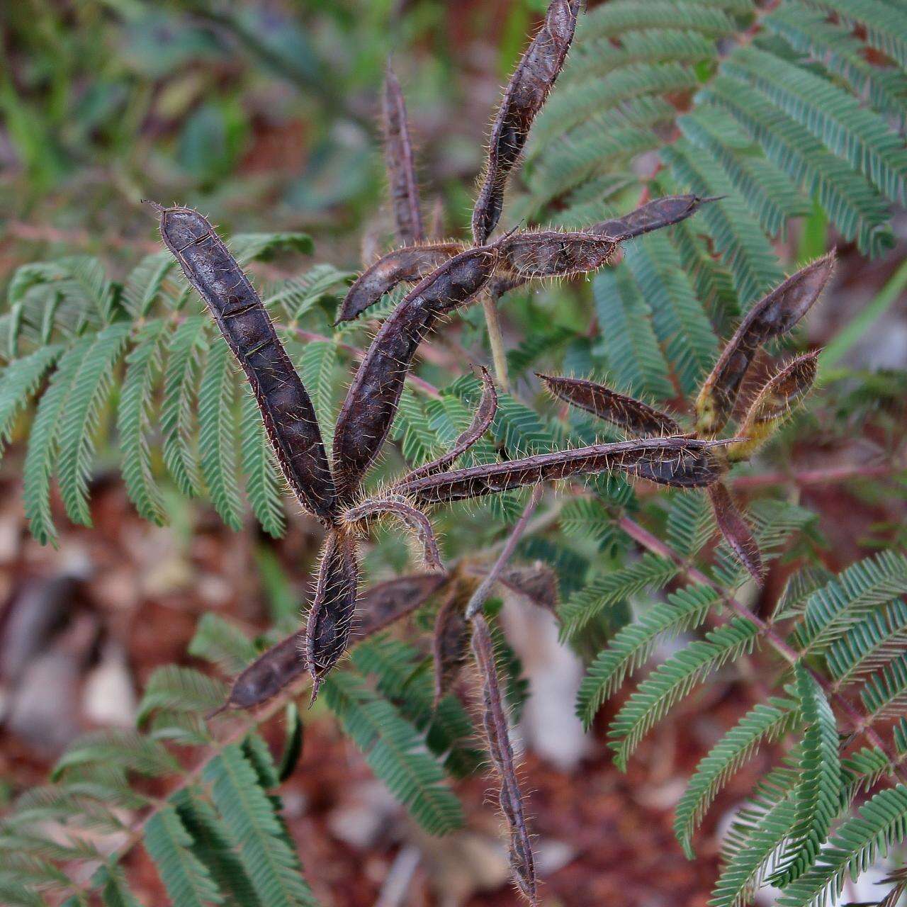 Image of Mimosa setosa Benth.