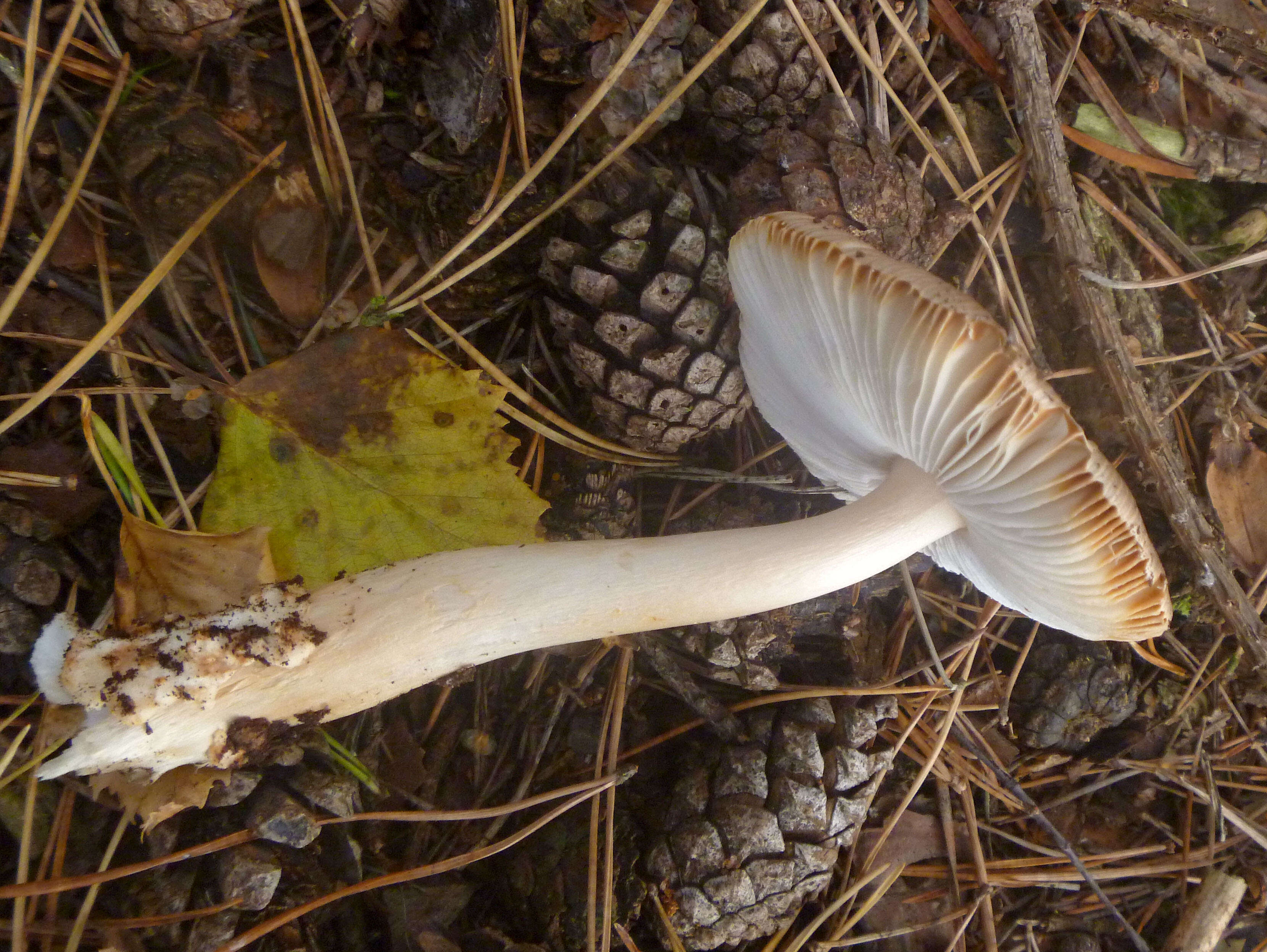 Image of orange-brown ringless amanita