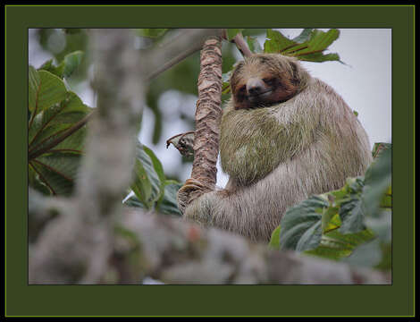 Image of three-toed sloth