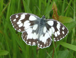 Image of Melanargia