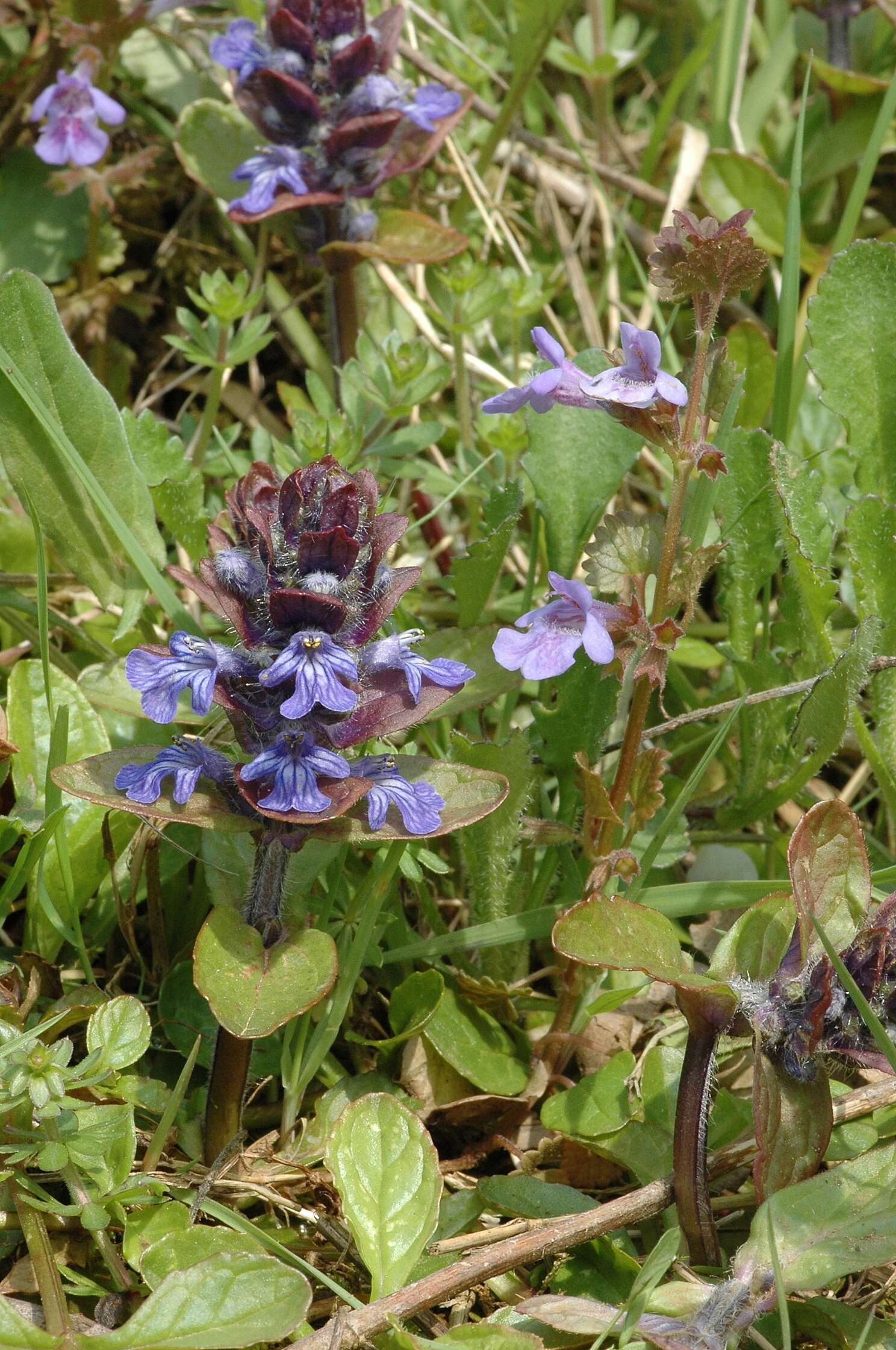 Image of Bugleweed