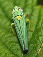 Image of Graphocephala