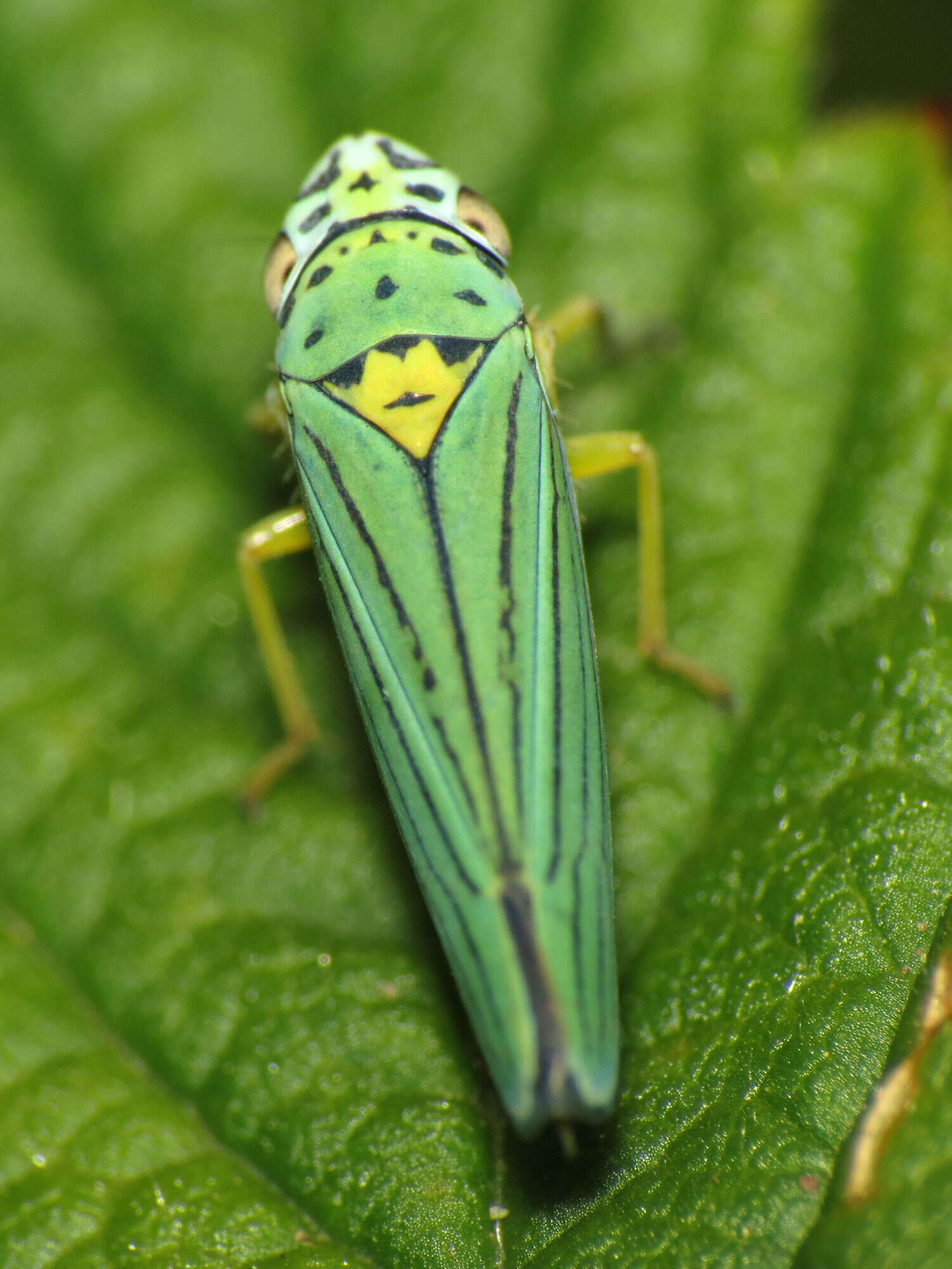 Image of Graphocephala