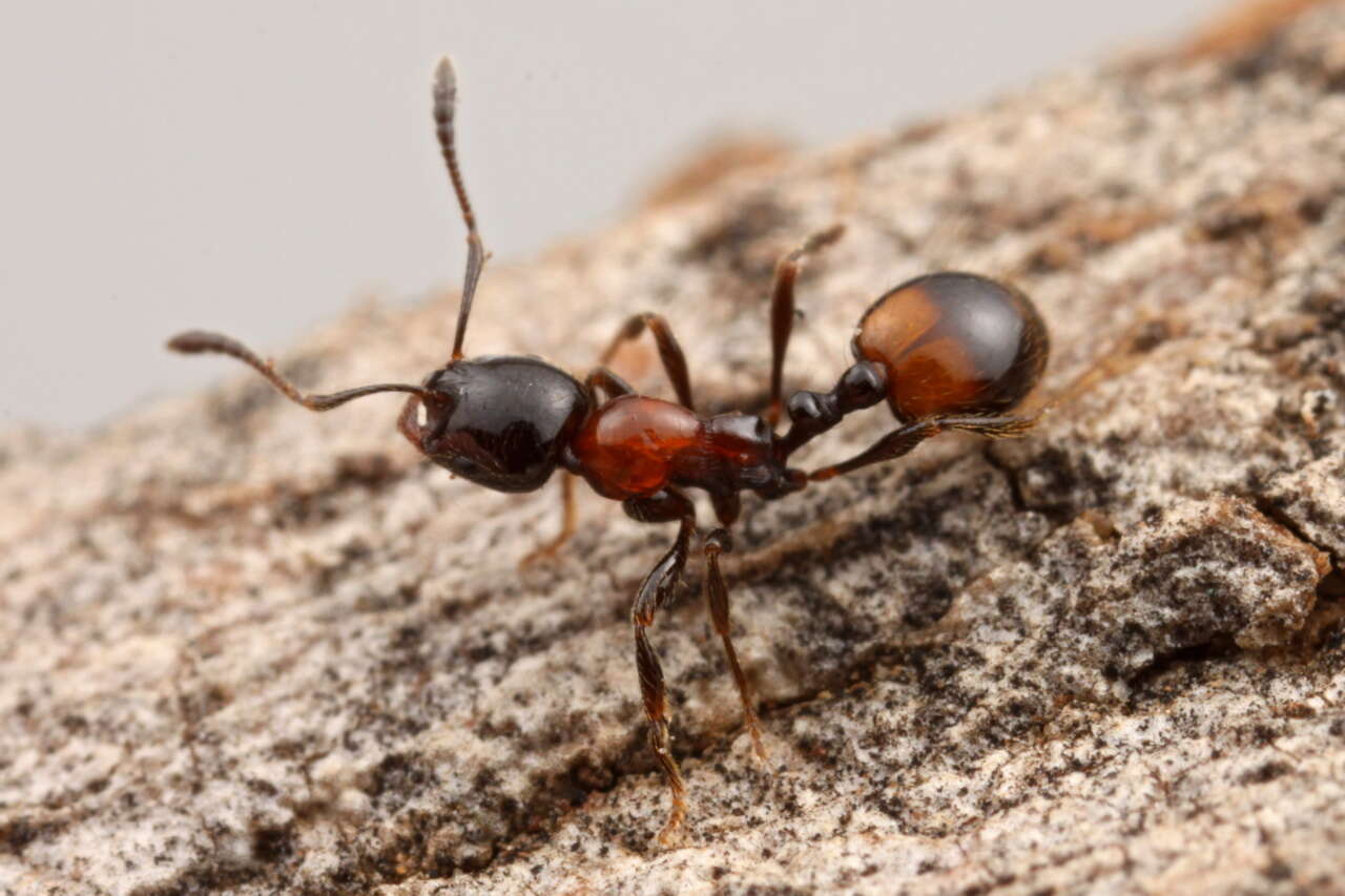 Image of Monomorium