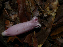 Image of Maripa nicaraguensis Hemsl.