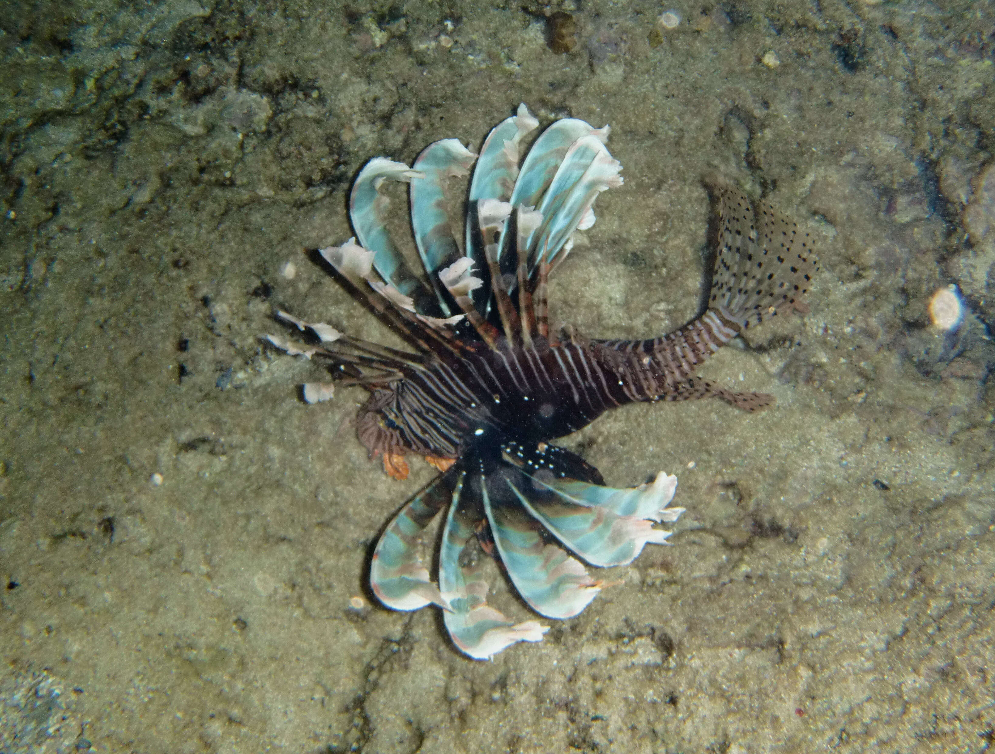 Image of Pterois